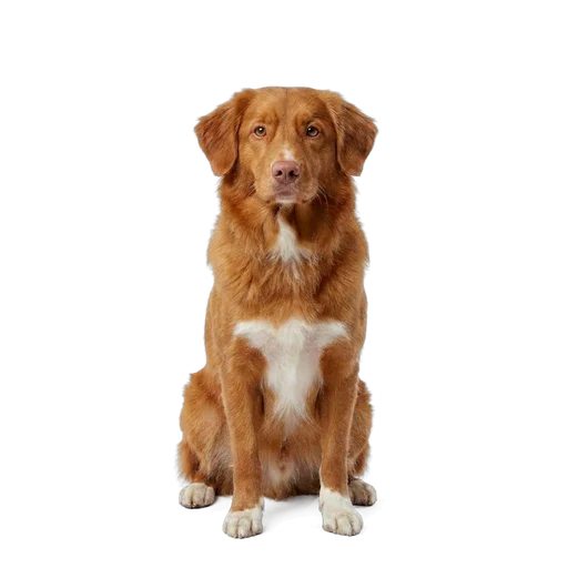 Nova Scotia Duck Tolling Retriever dog