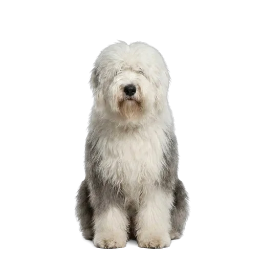 Old English Sheepdog dog