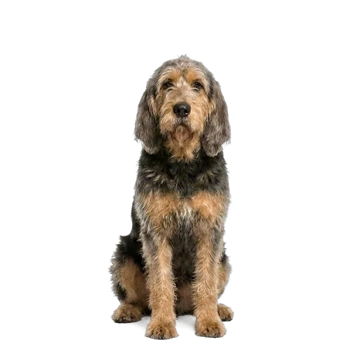 Otterhound dog