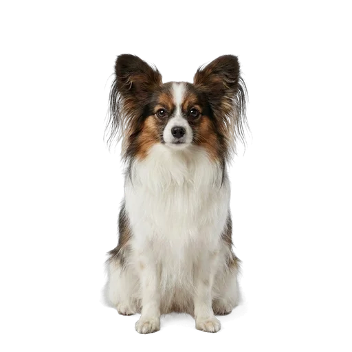 Papillon dog