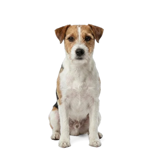 Parson Russell Terrier dog