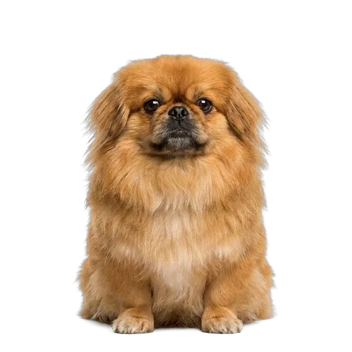 Pekingese dog