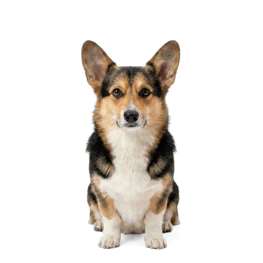 Pembroke Welsh Corgi dog