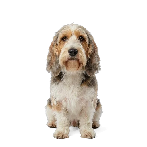 Petit Basset Griffon Vendéen dog