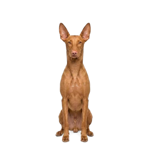 Pharaoh Hound dog