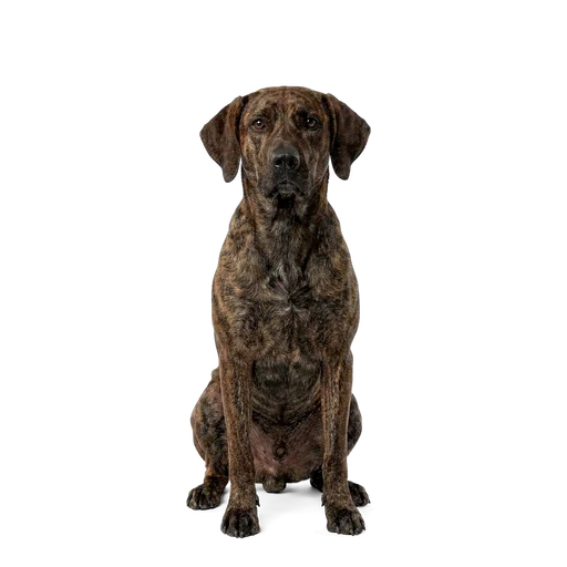 Plott Hound dog