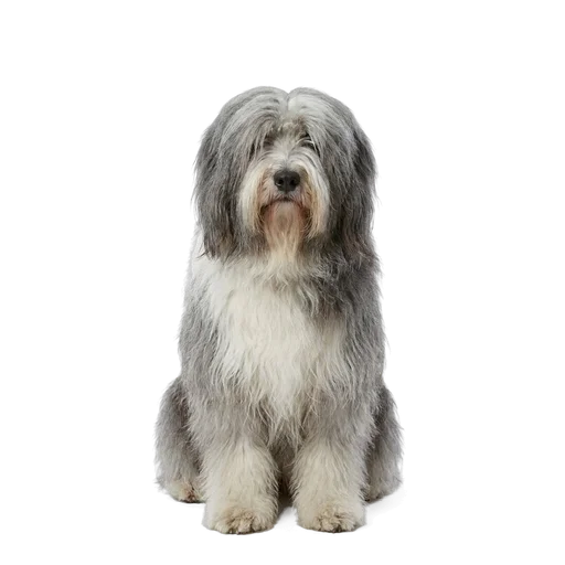 Polish Lowland Sheepdog dog