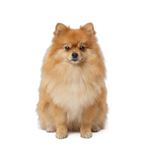 Pomeranian dog