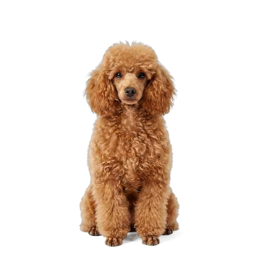 Miniature Poodle dog