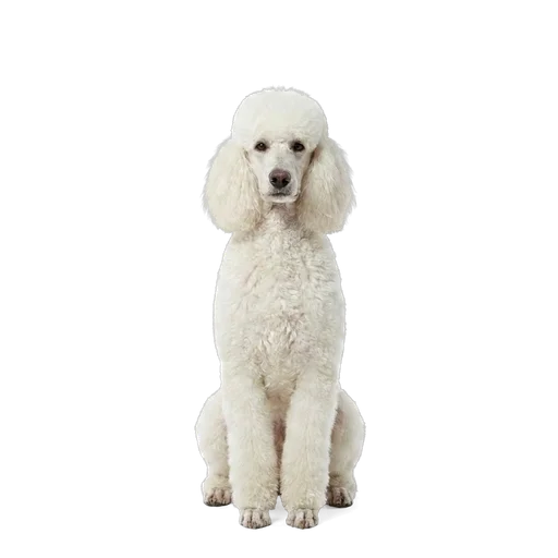 Standard Poodle dog
