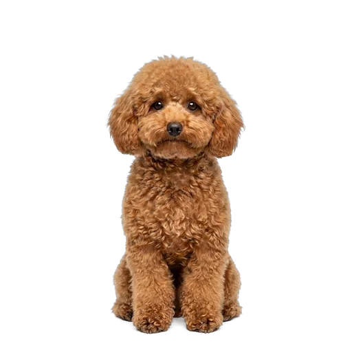 Toy Poodle dog