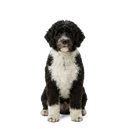Portuguese Water Dog dog