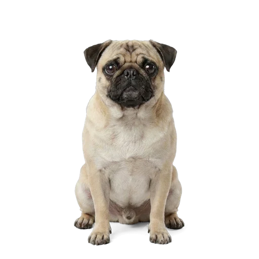 Pug dog