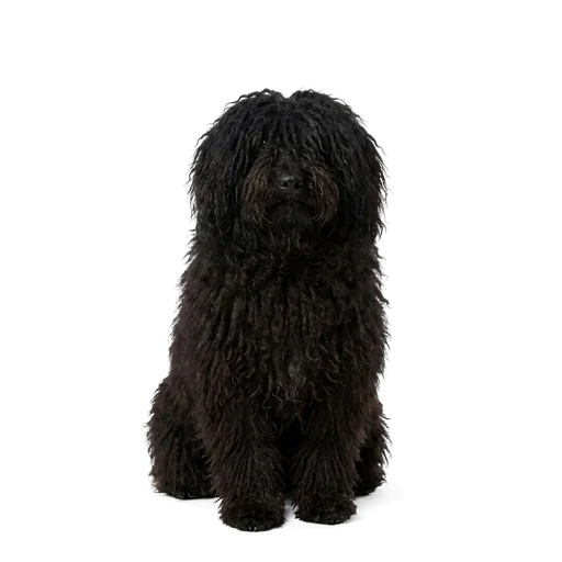 Puli dog