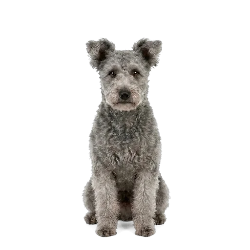 Pumi dog