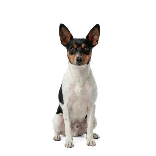 Rat Terrier dog