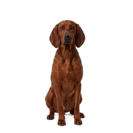 Redbone Coonhound dog