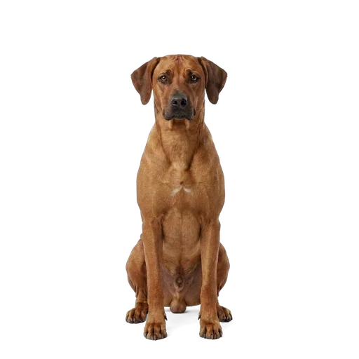 Rhodesian Ridgeback dog