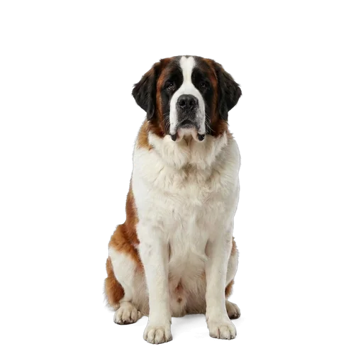 Saint Bernard dog