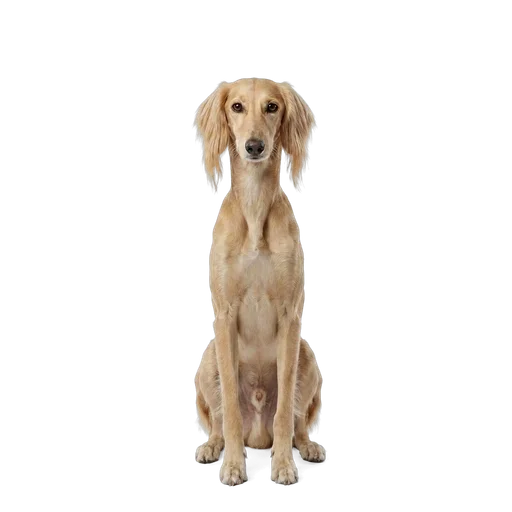 Saluki dog