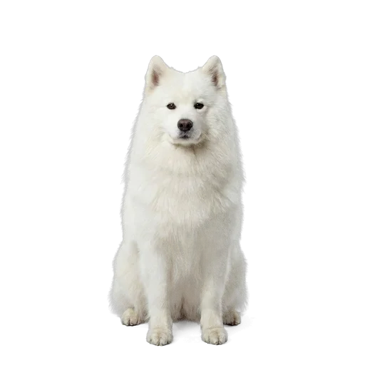 Samoyed dog