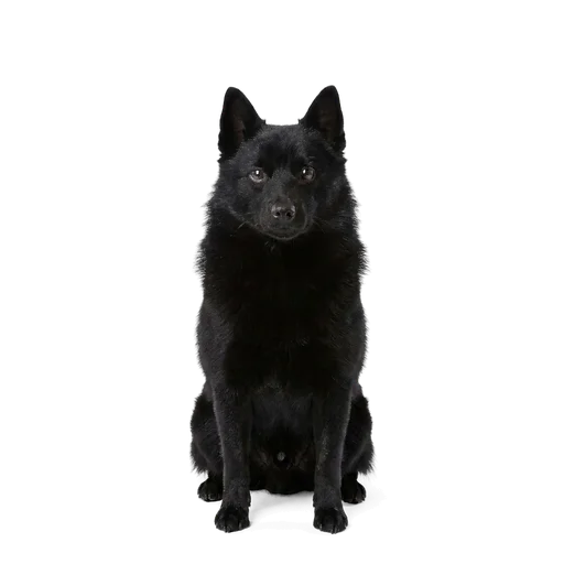 Schipperke dog