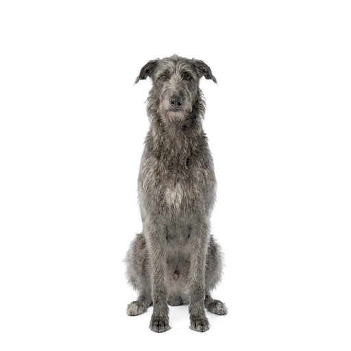 Scottish Deerhound dog