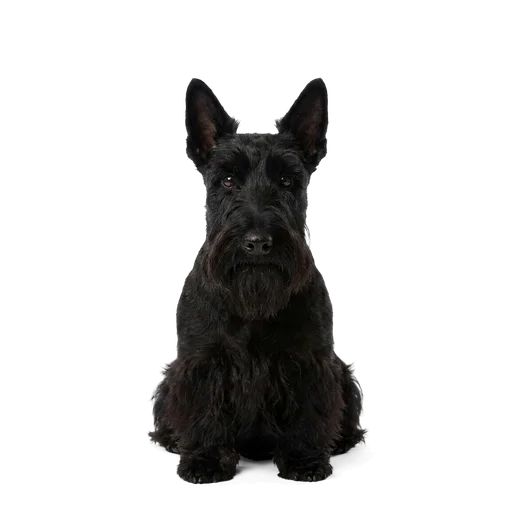 Scottish Terrier dog