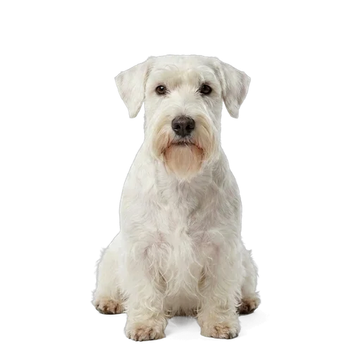 Sealyham Terrier dog