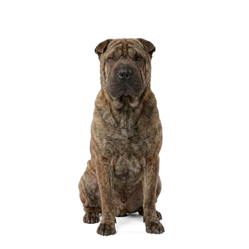 Chinese Shar-Pei dog