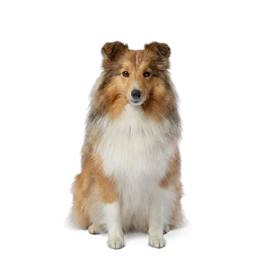Shetland Sheepdog dog