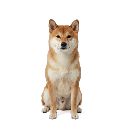 Shiba Inu dog