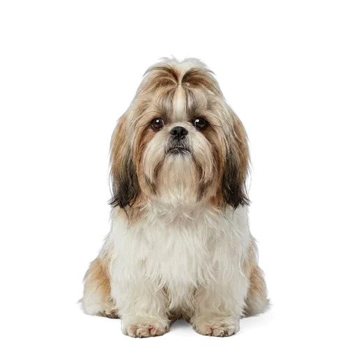 Shih Tzu dog