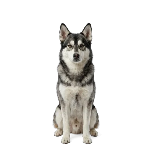 Siberian Husky dog