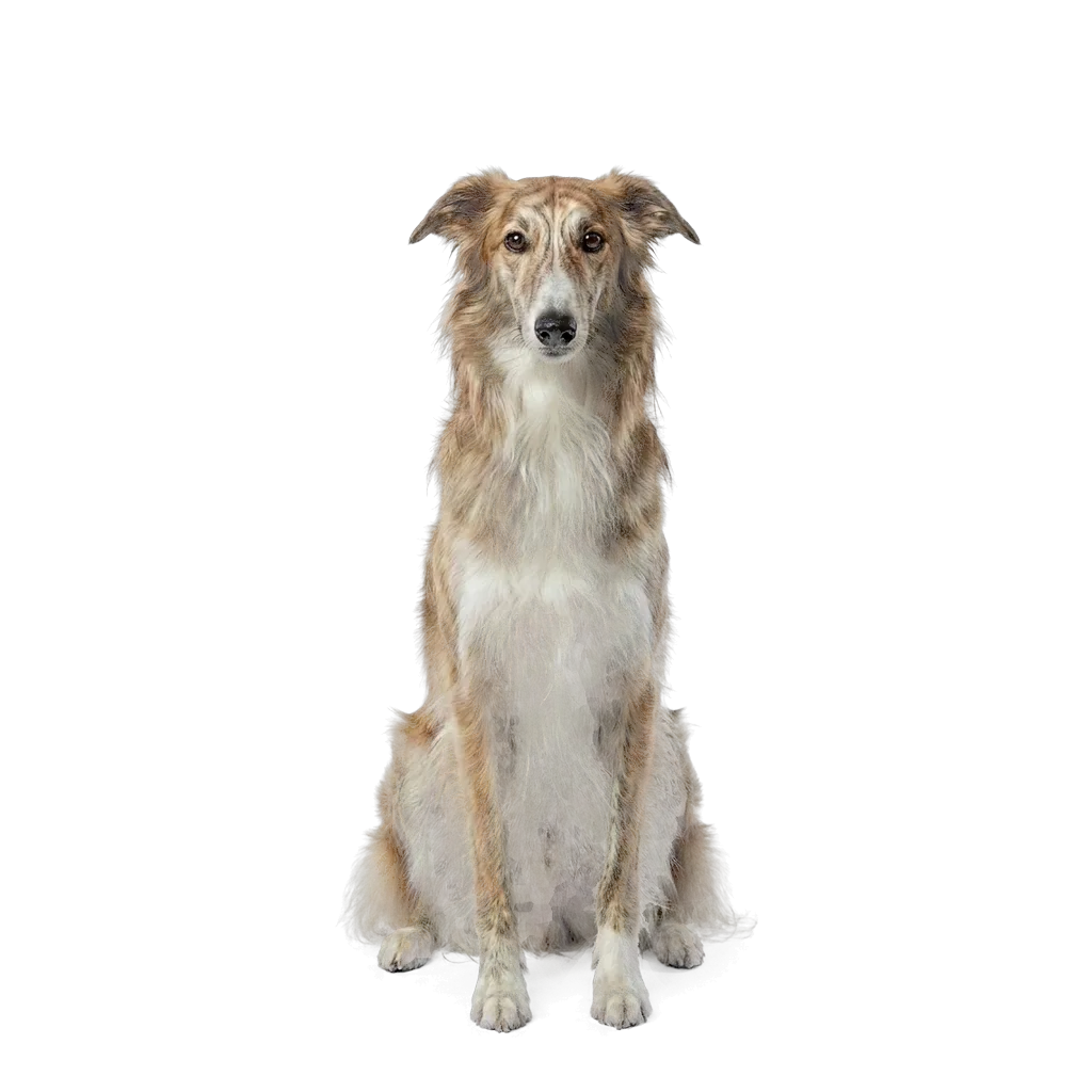 Silken Windhound dog