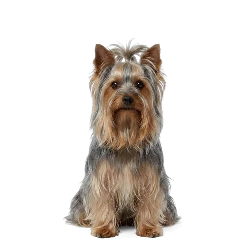 Silky Terrier dog