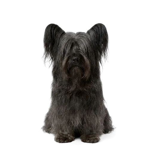 Skye Terrier dog