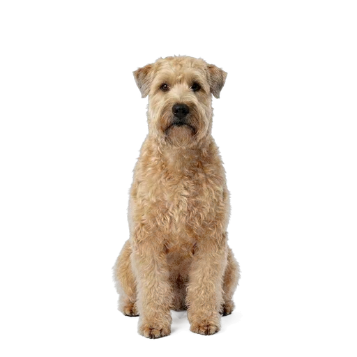 Soft Coated Wheaten Terrier dog