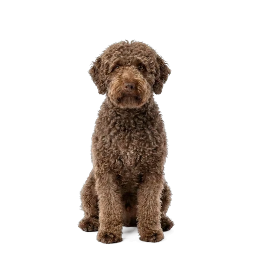 Spanish Water Dog dog