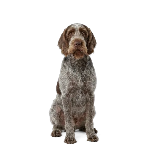 Spinone Italiano dog