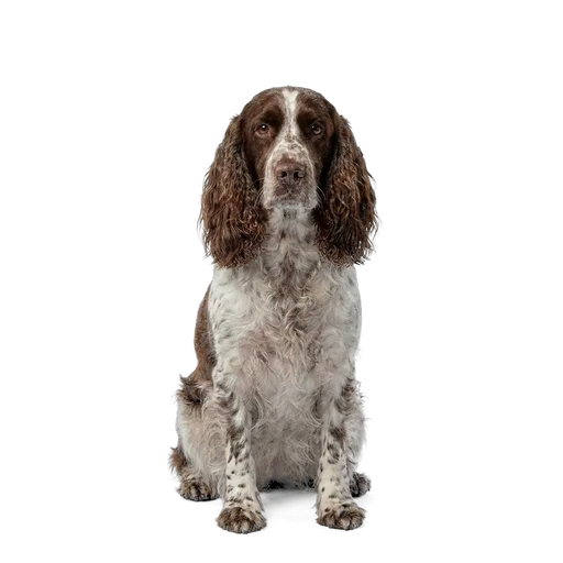 English Springer Spaniel dog