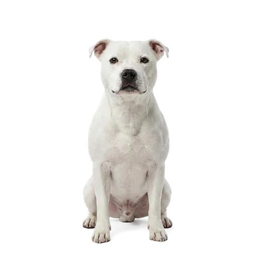 Staffordshire Bull Terrier dog
