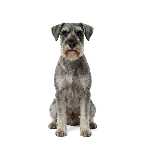 Standard Schnauzer dog