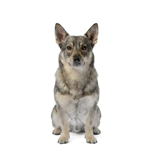 Swedish Vallhund dog