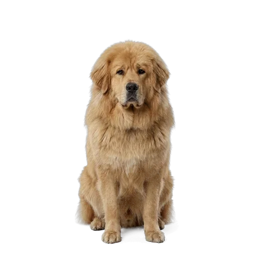 Tibetan Mastiff dog
