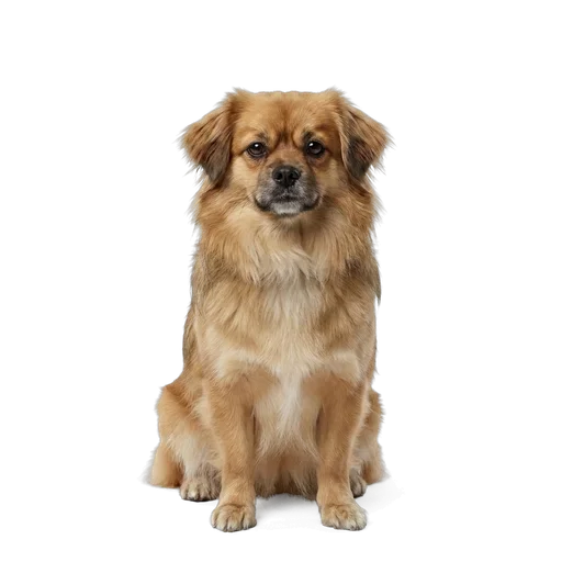Tibetan Spaniel dog