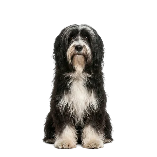 Tibetan Terrier dog