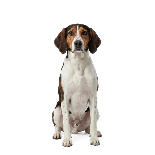 Treeing Walker Coonhound dog