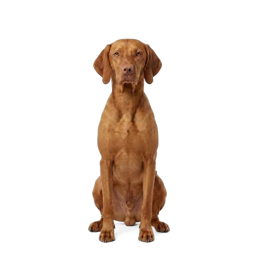 Vizsla dog