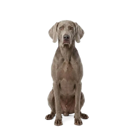 Weimaraner dog